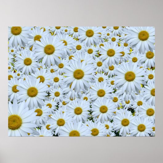 Poster Daisies marguerites (Devant)