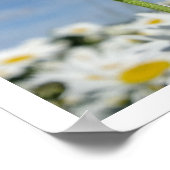 Poster Daisies Reaching for the Sky (Coin)