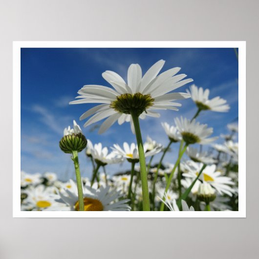 Poster Daisies Reaching for the Sky (Devant)
