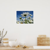 Poster Daisies Reaching for the Sky (Cuisine)
