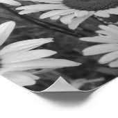 Poster Daisies sauvages Aimer (Coin)