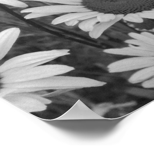 Poster Daisies sauvages Aimer (Coin)