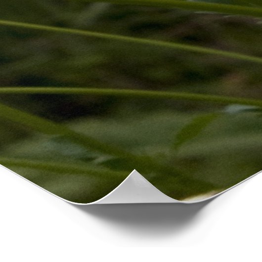 Poster Daisis imprimer 1 (Coin)