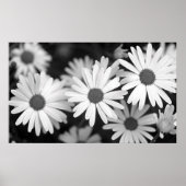 Poster Daisy (Devant)