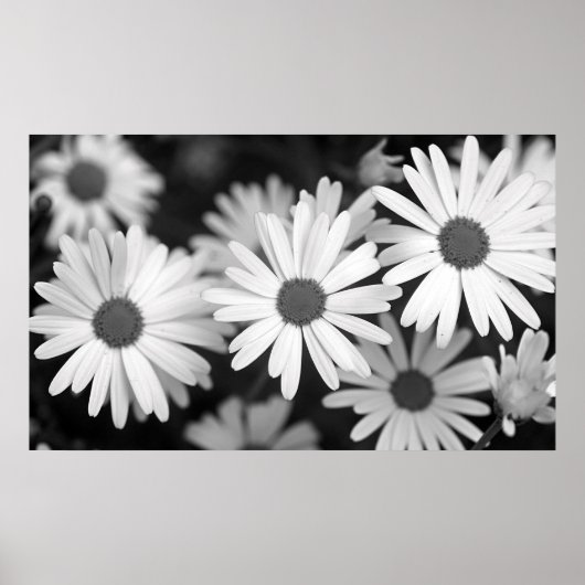 Poster Daisy (Devant)