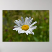 Poster Daisy (Devant)