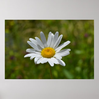Poster Daisy