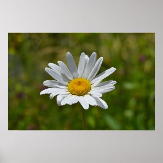 Poster Daisy (Devant)