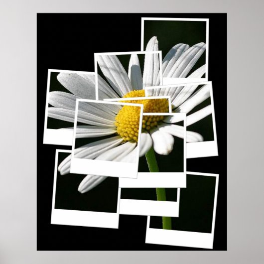 Poster Daisy (Devant)