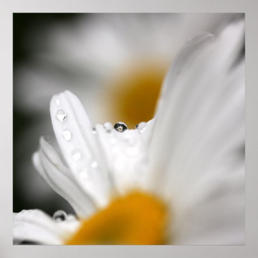 Poster Daisy (Devant)