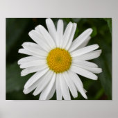 Poster Daisy (Devant)