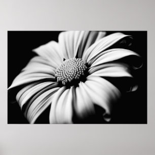Poster Daisy