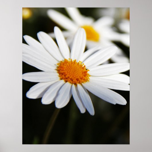 Poster Daisy (Devant)