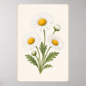 Poster Daisy Botanique, Fleur de Naissance d'Avril, Art M (Devant)