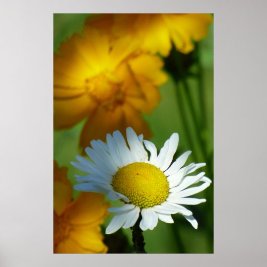 Poster Daisy Chamomile Fleur Floral Tournesol Lover Cadea (Devant)