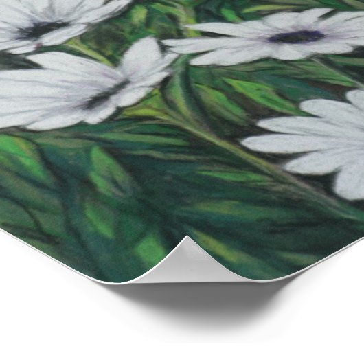 Poster Daisy Chrysanthemum (Coin)