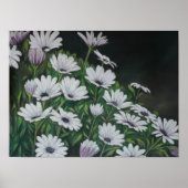 Poster Daisy Chrysanthemum (Devant)