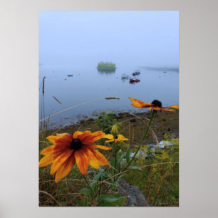 Poster Daisy coloré, Lubec Maine