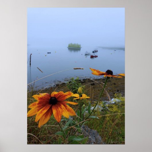 Poster Daisy coloré, Lubec Maine (Devant)