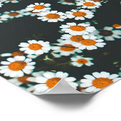 Poster Daisy Daisies Floral (Coin)
