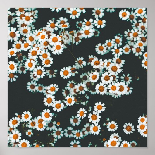 Poster Daisy Daisies Floral (Devant)