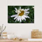 Poster Daisy Daisies Photos Closeups (Cuisine)