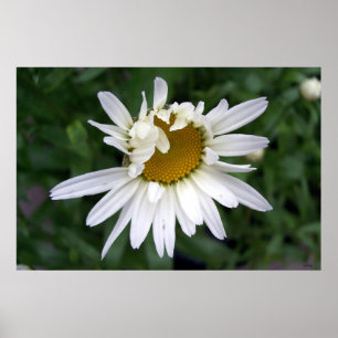 Poster Daisy Daisies Photos Closeups