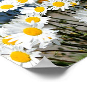 Poster Daisy-Daisy (Coin)