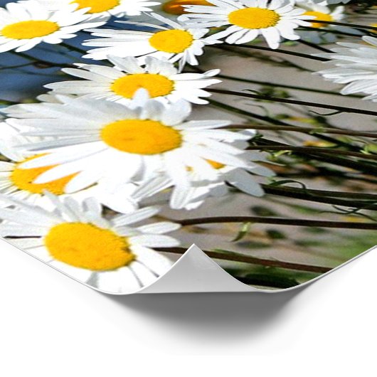 Poster Daisy-Daisy (Coin)