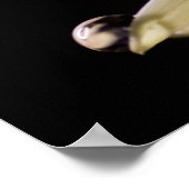 Poster Daisy Droplet (Coin)