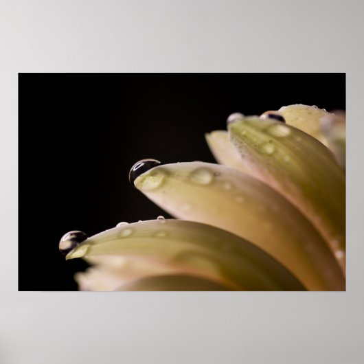 Poster Daisy Droplet (Devant)