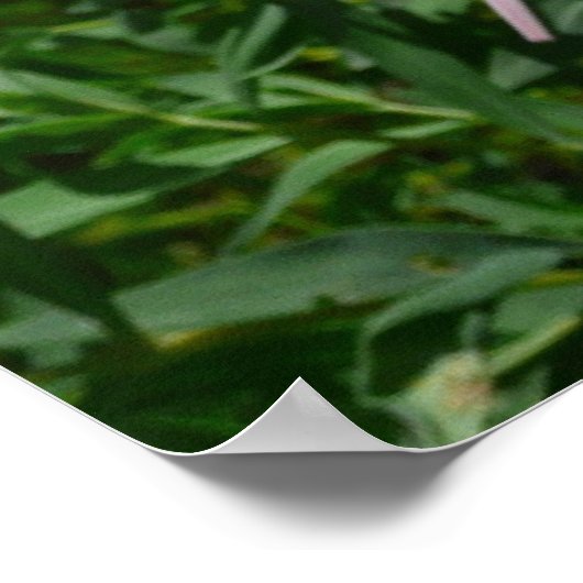 Poster Daisy et Fireweed (Coin)