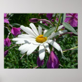 Poster Daisy et Fireweed (Devant)