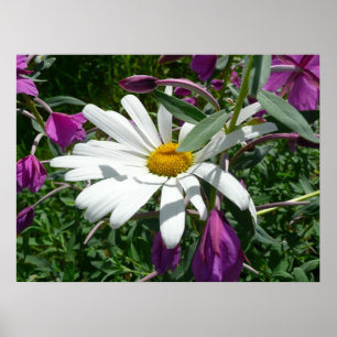 Poster Daisy et Fireweed