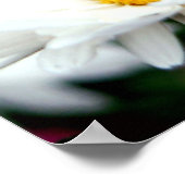 Poster Daisy Fairy (Coin)