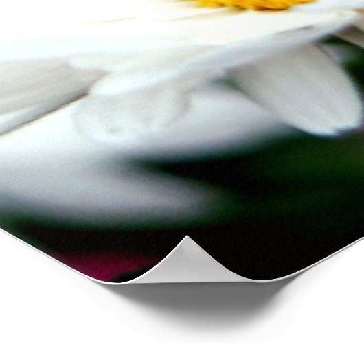 Poster Daisy Fairy (Coin)