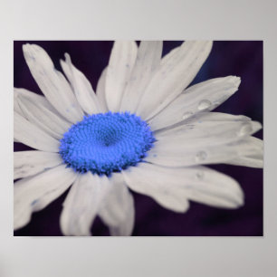 Poster Daisy Flower Blue Centre Raindrops Abstrait