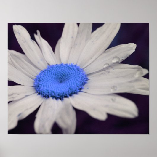 Poster Daisy Flower Blue Centre Raindrops Abstrait (Devant)