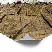 Poster Daisy Heart (Coin)