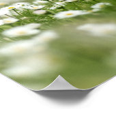 Poster Daisy Meadow (Coin)