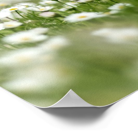 Poster Daisy Meadow (Coin)