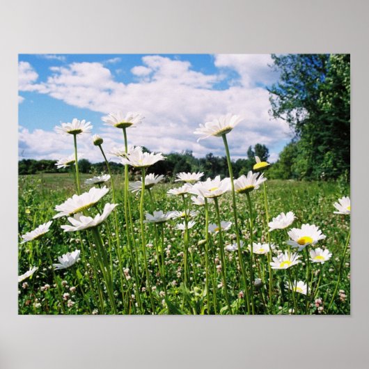 Poster Daisy Sky (Devant)
