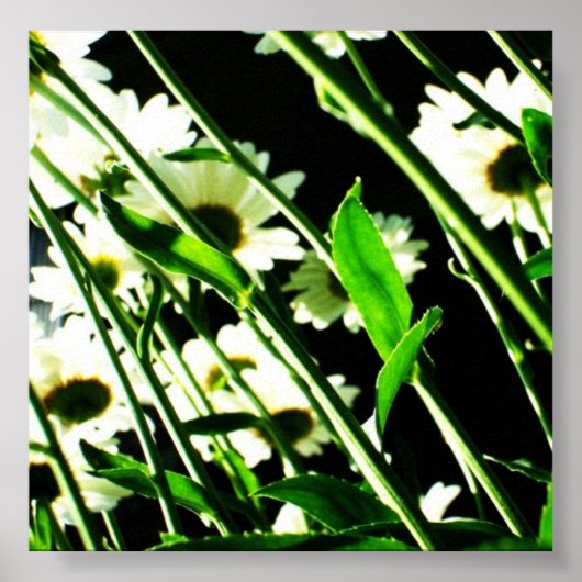Poster Daisy Stems (Devant)