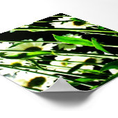 Poster Daisy Stems (Coin)