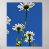 Poster Daisy Stems Blue Sky Photo (Devant)