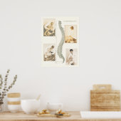 Poster d'ajustement de la colonne vertébrale chiro (Cuisine)