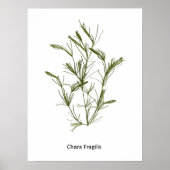 Poster d'algues Chara fragilis (Devant)