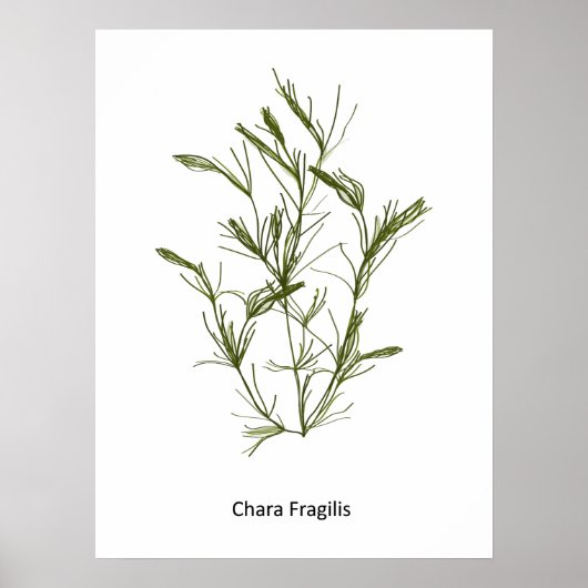 Poster d'algues Chara fragilis (Devant)