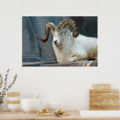 Poster Dall Sheep (Cuisine)