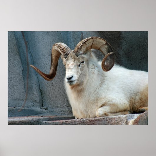 Poster Dall Sheep (Devant)